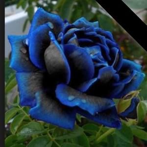 Meet your Posher, Dale